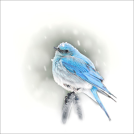 Bluebird in snow