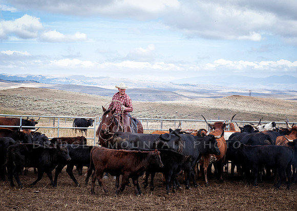 Cattle Branding-164