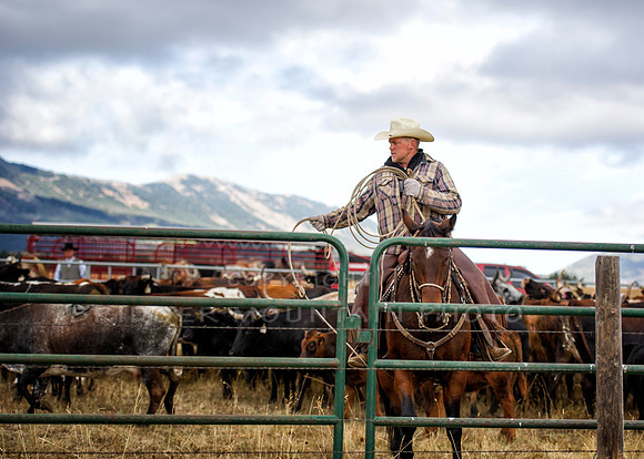 Cattle Branding-96