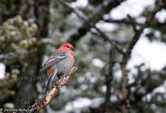 Male Pine Grosbeak in a Tree