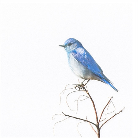 Bluebird on Branch