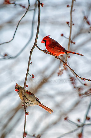 Cardinals in the branches