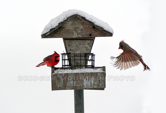 A male cardinal waiting at the feeder while the female flies in for a landing.