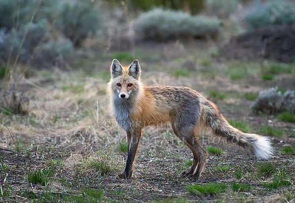 A red fox with a white tip at the end of its long tail.