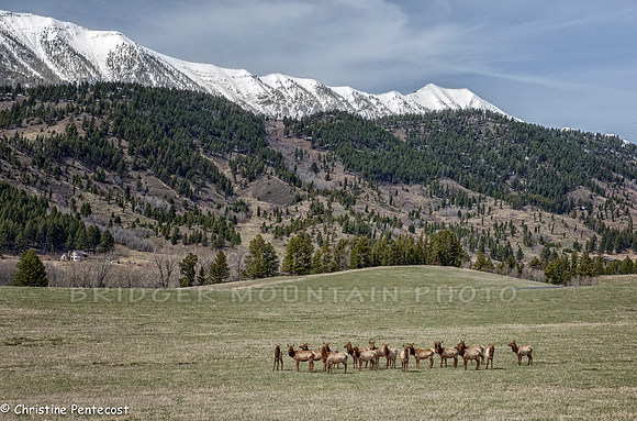 A small herd of elk below the snow covered Bridger Moutnains.