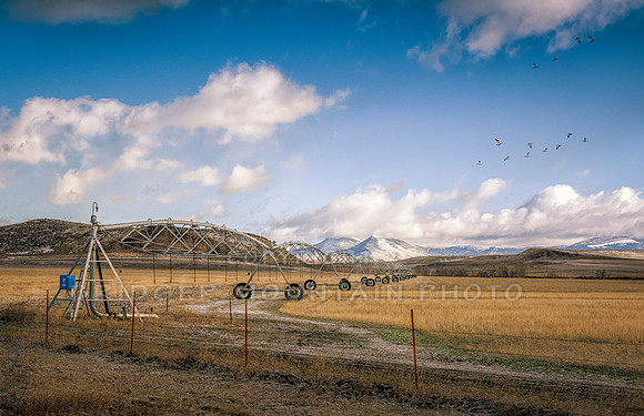 An irrigation system runs towards the mountain peak, awaiting summer, while a flock of geese fly over the yellow grasses below.