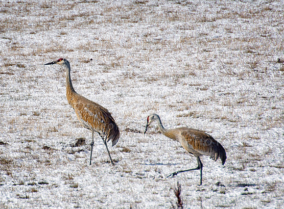 Sandhill Cranes