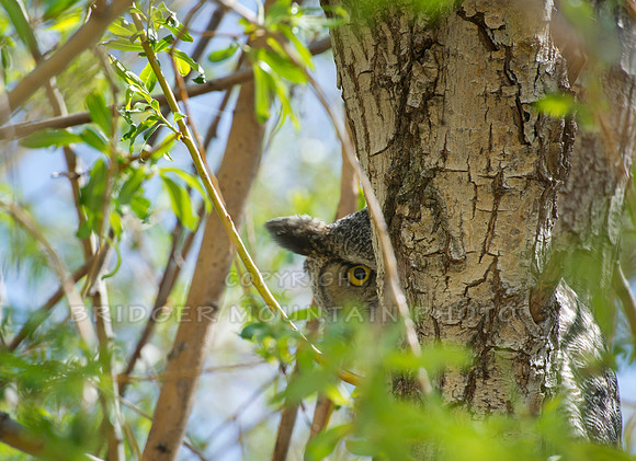 A great horned owl is peaking around a branch.