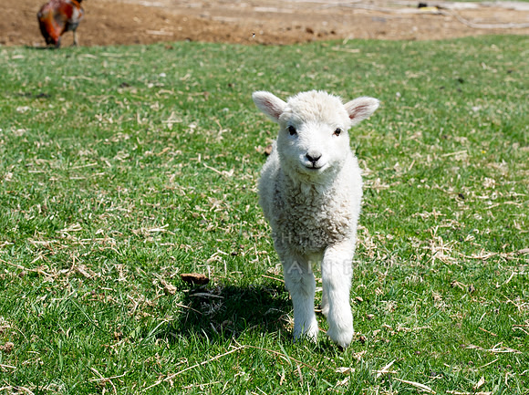 A little white lamb standing and looking at me!