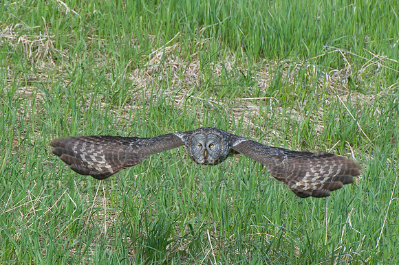 Great Grey in Flight