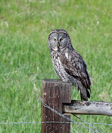 Great Grey Owl-2