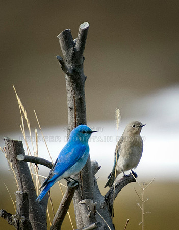 Male and Female Mountain Bluebirds sitting side by side on a tree branch.