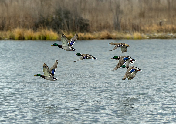 Mallard Ducks in Flight