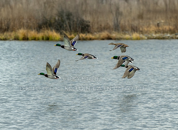 Mallard Ducks in Flight