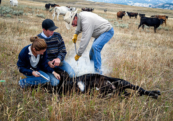 Cattle Branding-100