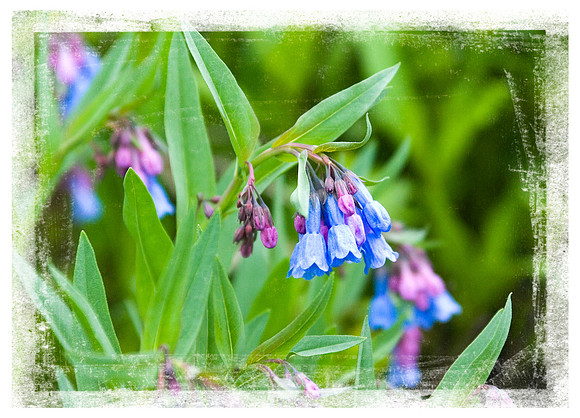 Mountain Bluebell