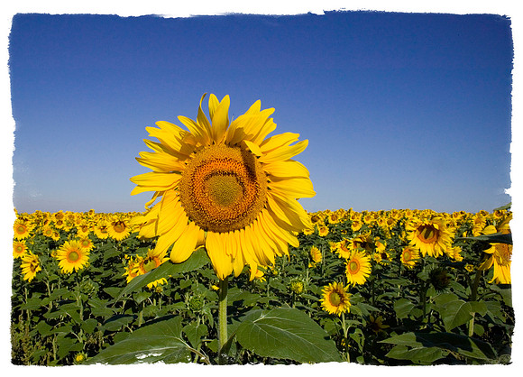 Sunflowers