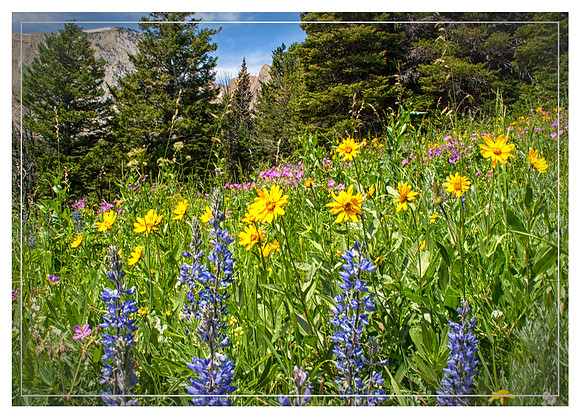 Wildflowers in the Mountains