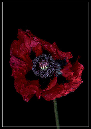 Red Poppy