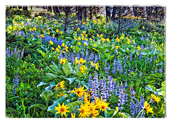 Summertime Wildflowers of MT