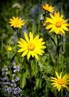 Arnica and Lupine