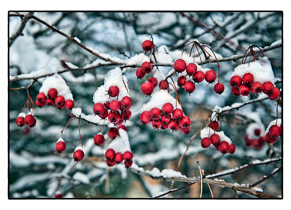 Red Berries
