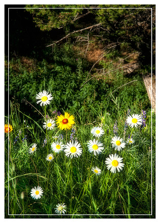 Wildflowers in Montana