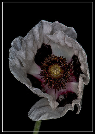 White Poppy