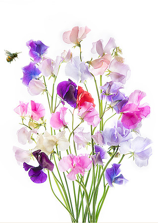 Sweet Pea Love