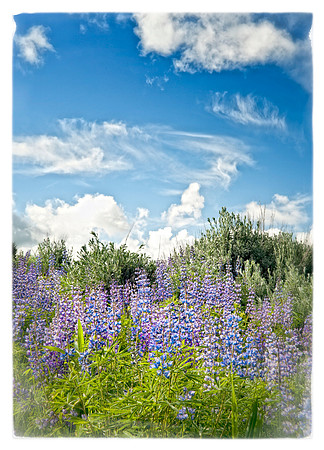 Lupine in June