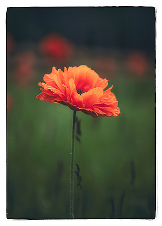 Orange Poppy