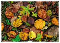Autumn Leaves
