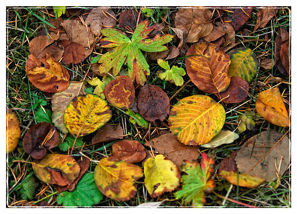 Autumn Leaves