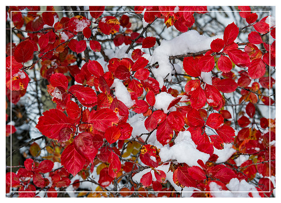 Red & White