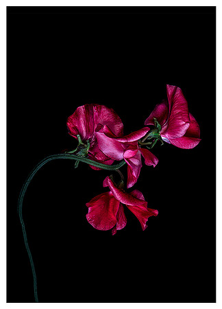 Sweet Pea on black