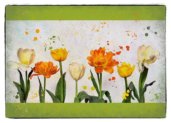 Splattered with Tulips