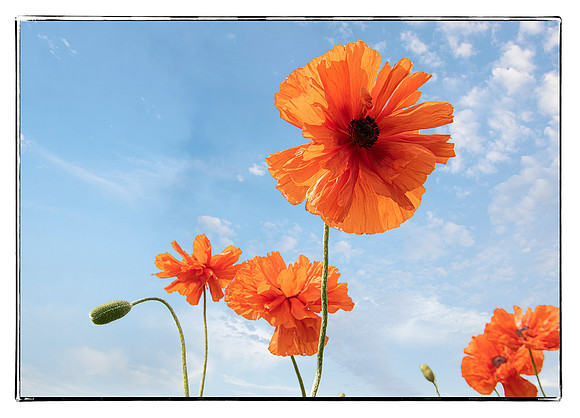 Vibrant Orange Poppies