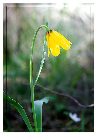 Yellowbell