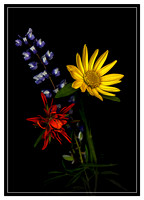 Arnica Lupine and Paintbrush