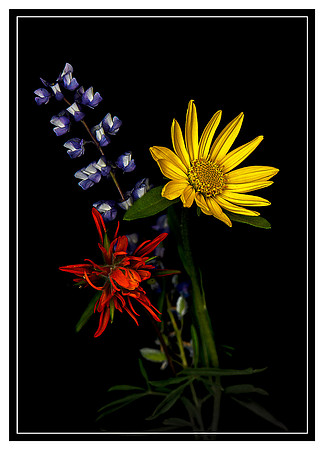 Arnica Lupine and Paintbrush