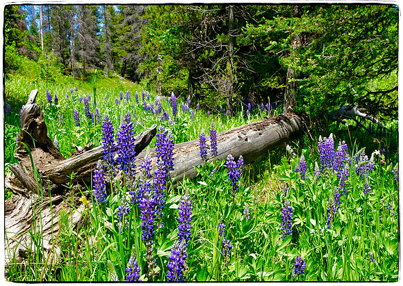 Purple Lupine