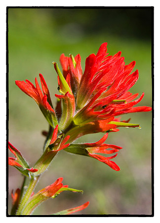 Indian Paintbrush