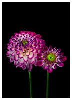 Dahlia