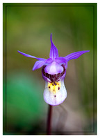 Calypso Orchid