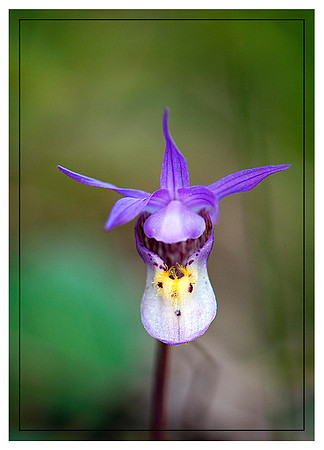 Calypso Orchid