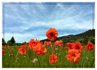 Field of Poppies