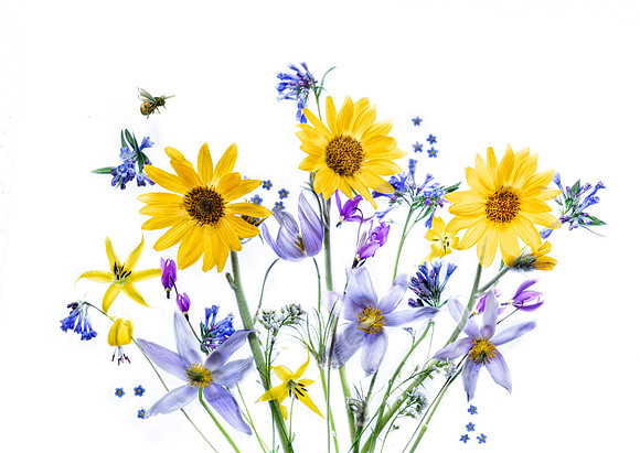 Wildflowers of Spring