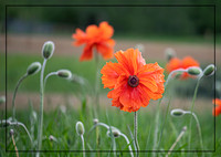Blooming Poppies