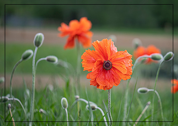 Blooming Poppies