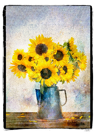 Glowing Sunflowers of Late Summer